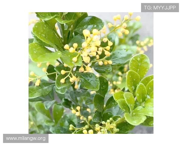 米兰开花不香的现象背后隐藏的植物生长秘密与养护技巧